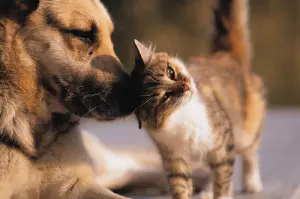 A cat and dog are playing together.