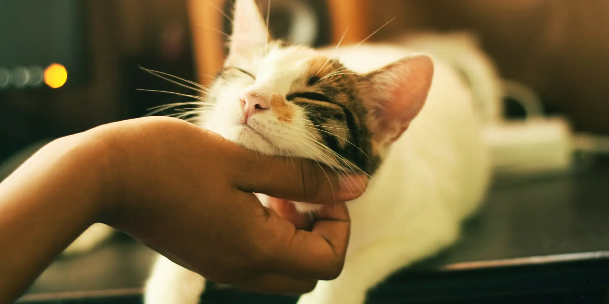 A calico cat closing its eyes as its owner gently scratches its chin