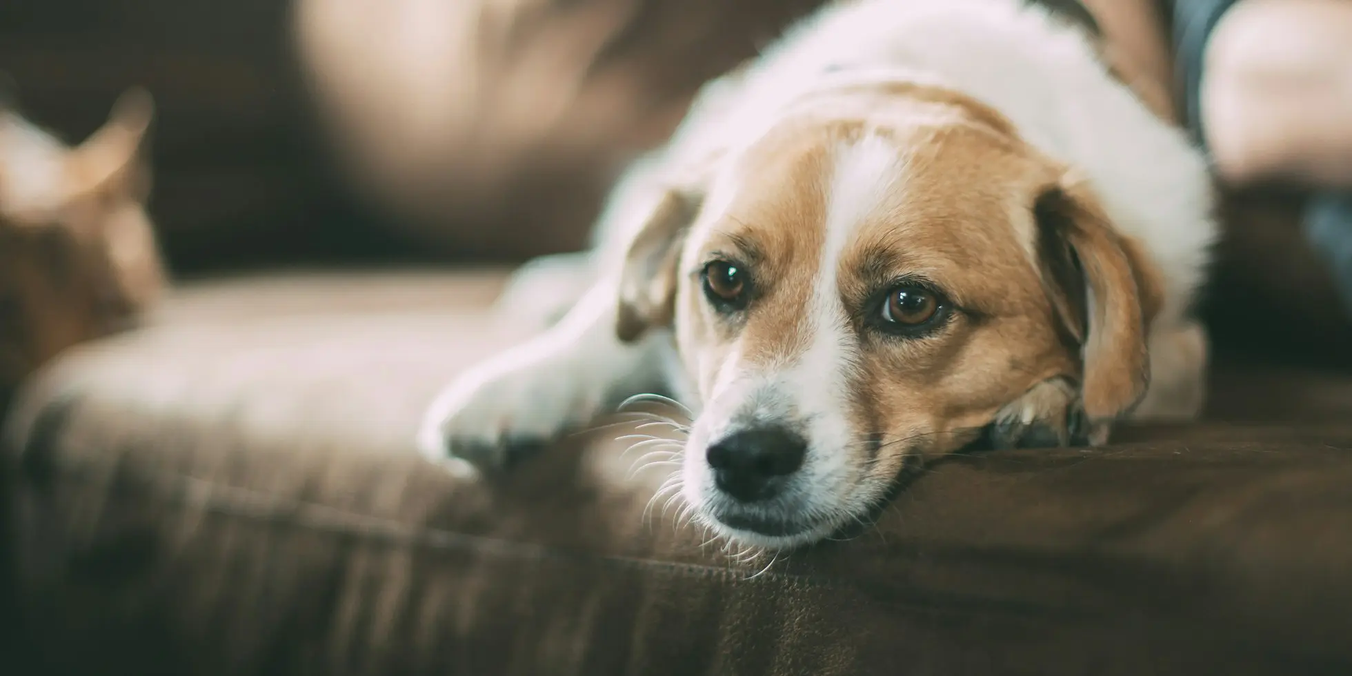 A beagle mix resting its head on the couch at home