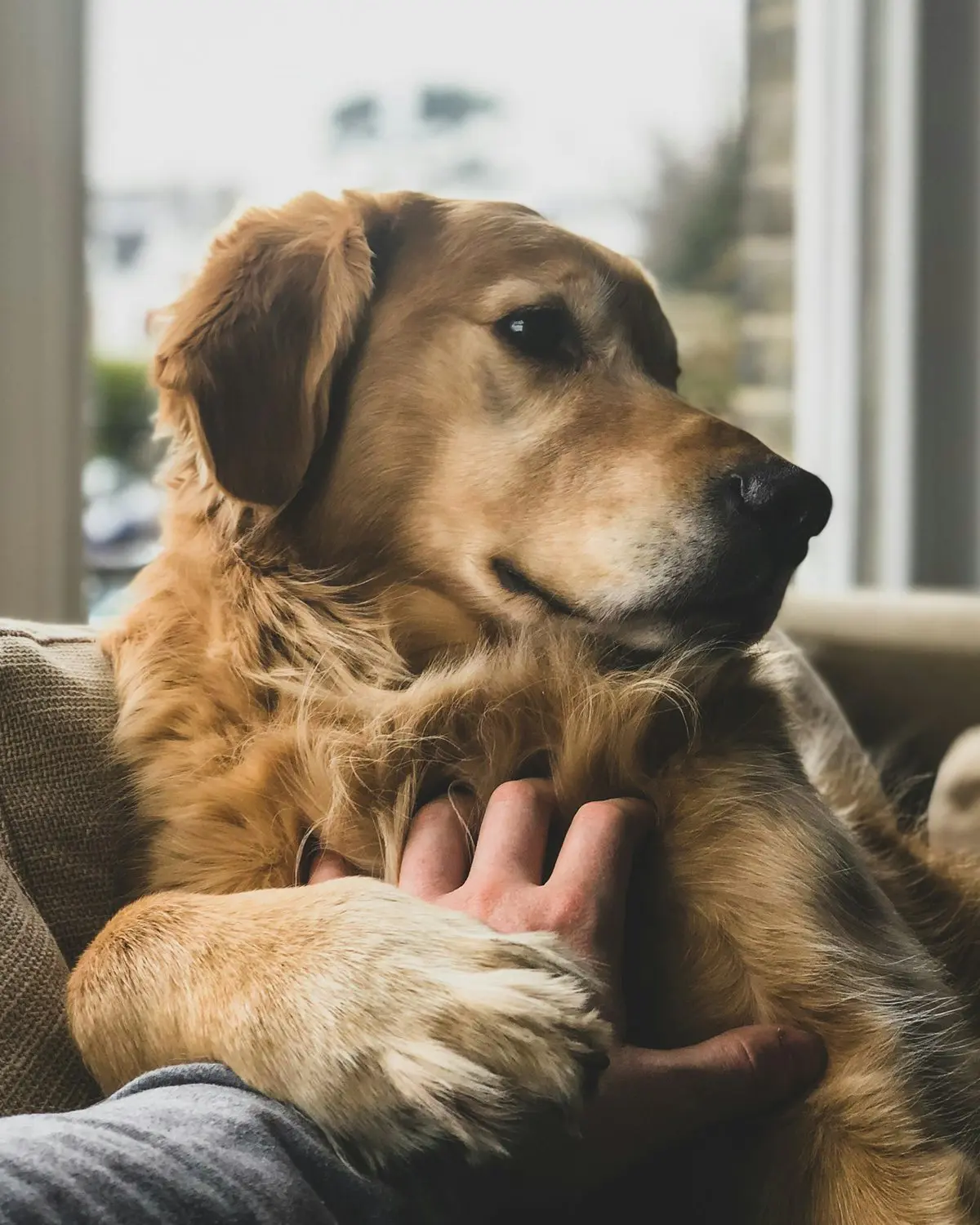 A golden retriever resting in its owner's arms at home