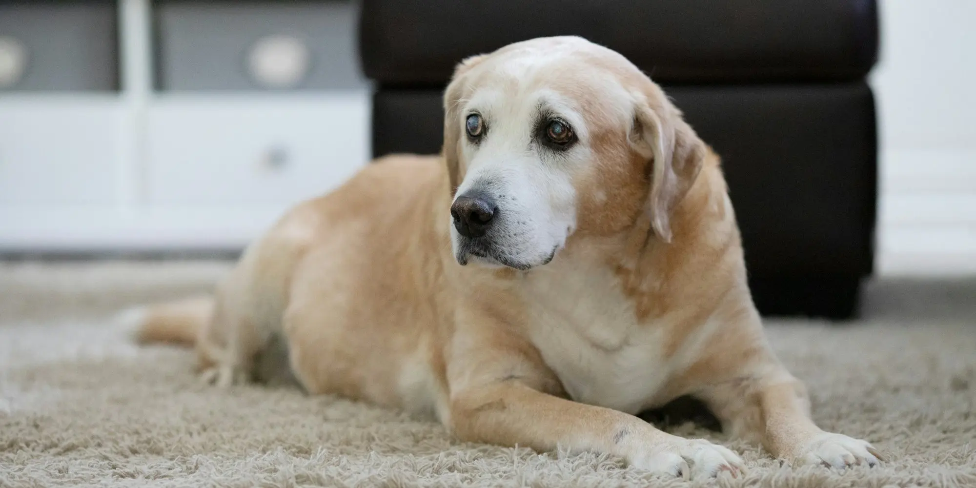 A senior dog resting peacefully on a rug at home